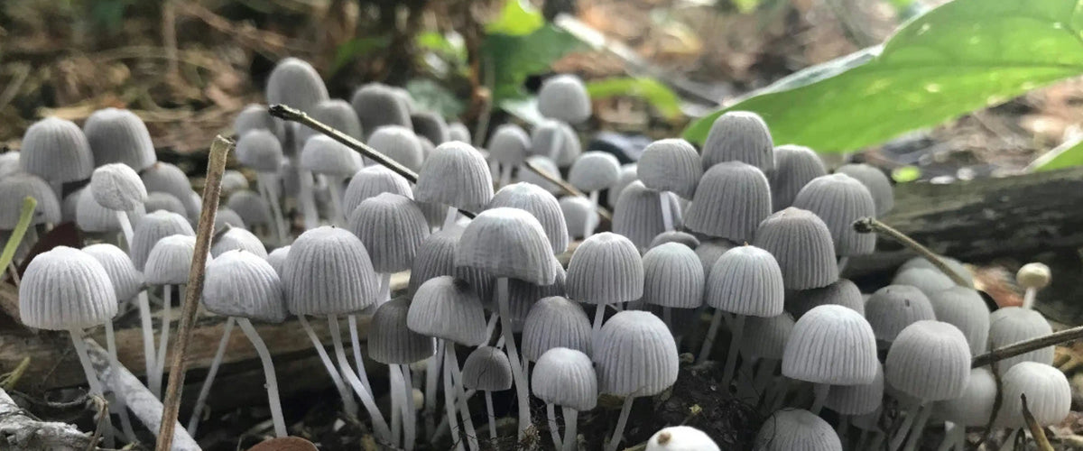 Ashwagandha vs Lion’s Mane