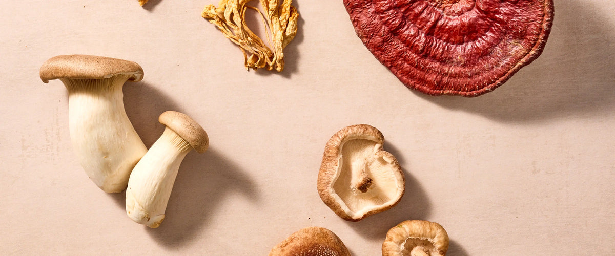 Cordyceps for Energy: Does Cordyceps Give You Energy?